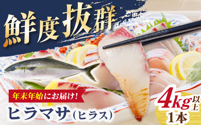 【期間限定】【12/27～1/3着】 ヒラス （ヒラマサ） 1本 4.0kg以上 養殖 刺身 しゃぶしゃぶ  【ひまわり】 [RBK008]