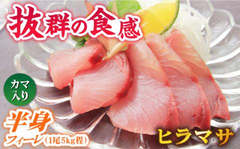 【コリコリ食感がたまらない！】新上五島町産 養殖 ヒラマサ （ヒラス） 片身フィーレ 魚介類 鮮魚 【カミティバリュー】 [RBP007]