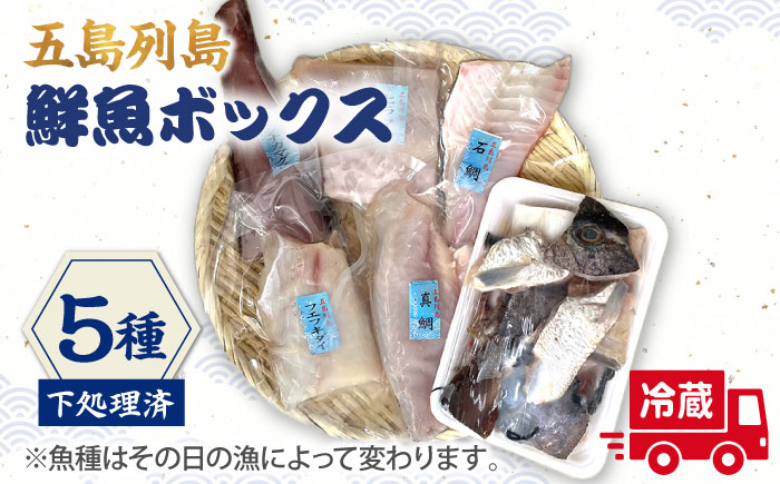 【下処理済】【冷蔵】 五島列島 鮮魚ボックス 5種 魚介類 鮮魚 【シャイニンググループ】 [RBR001]