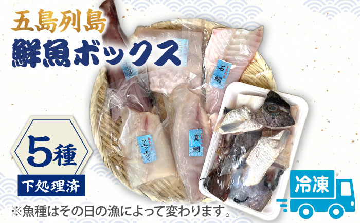 【下処理済】【冷凍】 五島列島 鮮魚ボックス 5種 魚介類 鮮魚 【シャイニンググループ】 [RBR002]