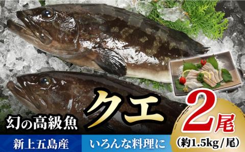 幻の超高級魚をご家庭で】 養殖 クエ まるごと 1.5kg×2尾 鮮魚 魚介類 【豊建設株式会社】 [RAE003]: 新上五島町ANAのふるさと納税