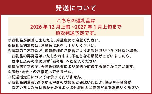 絢音ベリー農園 恋みのり いちご 1kg （250g× 4P） 先行予約【2026年12月上旬発送開始】 熊本県 高級 フルーツ ギフト 厳選 希少
