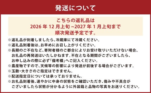 絢音ベリー農園 紅ほっぺ いちご 1kg （250g× 4P）先行予約【2026年12月上旬発送開始】 熊本県 高級 フルーツ ギフト 厳選 希少