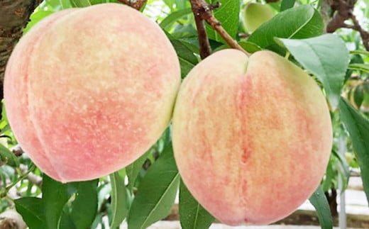 熊本県産桃 約1.8キロ前後 【2026年6月上旬発送開始】 果物 フルーツ 果実 もも 桃 モモ 千代姫 花嫁 サクヒメ 白鳳 なつっこ あかつき 冷蔵便 熊本県産