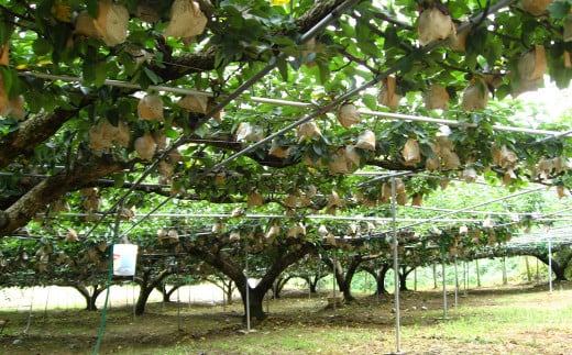 特産荒尾ジャンボ梨2個 約2kg 【2026年10月上旬発送開始】 果物 フルーツ なし 梨 くだもの