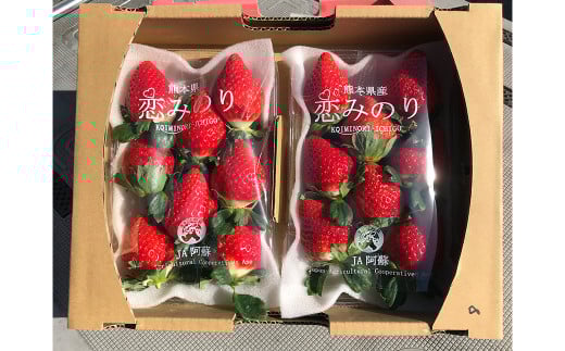 熊本県産 苺 旬の品種 （2種） 約1.5キロ 前後 いちご イチゴ フルーツ 果物 【2026年3月上旬発送開始】