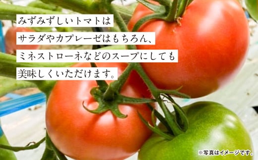 『まるで太陽の恵みをそのまま閉じ込めたような真っ赤な大玉トマト』約3.5kg 1箱 （熊本県産） 【2026年1月下旬発送開始】 野菜 やさい トマト とまと 大玉トマト