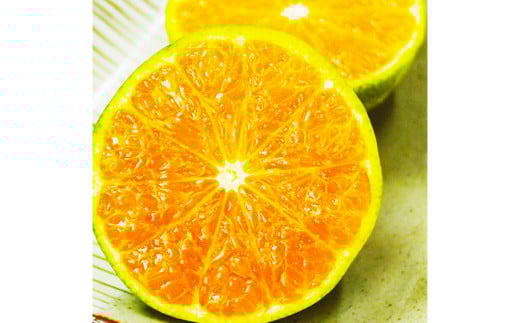 熊本県産グリーンハウス蜜柑 約2キロ前後 果物 フルーツ みかん 蜜柑 ミカン ハウスみかん グリーンハウス 約2kg前後 常温 熊本県産 【2025年7月上旬発送開始】