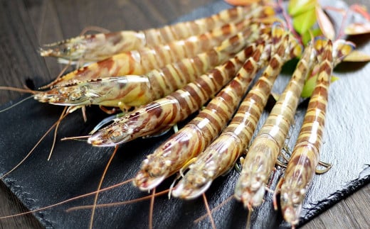 特殊冷凍 車海老 約250g（9～11尾）1パック エビ 海老 えび クルマエビ 車エビ 養殖 瞬間冷凍