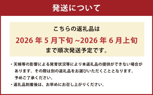 黒小玉 bonbonリッチ 1玉（2.5kg以上） スイカ すいか 西瓜 小玉スイカ 小玉すいか 小玉西瓜 小玉 果物 【2026年5月下旬発送開始】