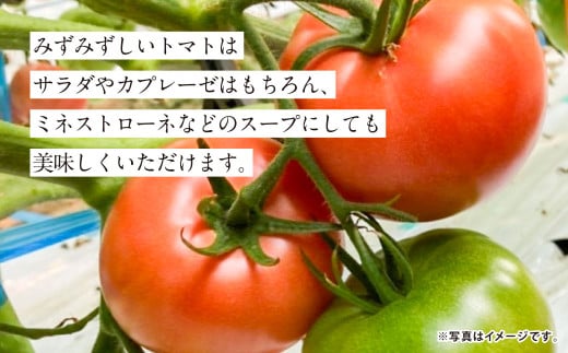 【5か月連続定期便】『まるで太陽の恵みをそのまま閉じ込めたような真っ赤な大玉トマト』約3.5kg×5回 計17.5㎏ 特別な定期便 （熊本県産） 【2026年1月下旬発送開始】野菜 やさい トマト とまと 大玉トマト