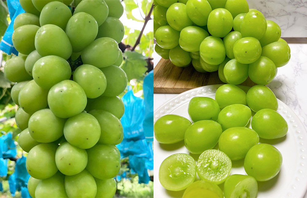 【秋の2ヵ月連続定期便】 熊本県産 旬のフルーツ ( 梨 約5kg・ シャインマスカット 2房 ) 定期便 なし マスカット 果物 くだもの