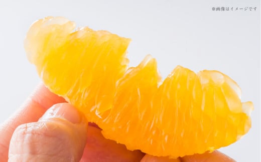 熊本県産 ハウス デコポン 約3kg 蜜柑 みかん 柑橘 果物 くだもの フルーツ 【2025年12月上旬発送開始】