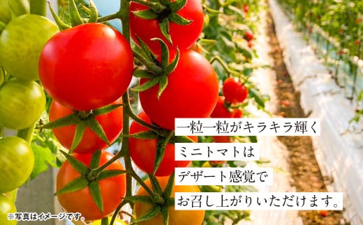 『まるでフルーツのような特選ミニトマト』 約3kg 1箱 熊本県産 【2025年12月下旬発送開始】 野菜 やさい トマト とまと ミニトマト