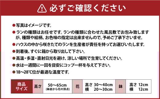 ミディ 胡蝶蘭 華あかり 2本立ち 1個 花 お花 植物 蘭 洋蘭 ラン インテリア アレンジ アレンジメント 鑑賞 観賞用 贈答用