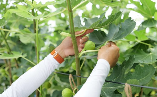 ハウスイチジク 約4kg （約250g×16パック）【2026年6月上旬発送開始】 果物 フルーツ いちじく イチジク 旬 旬の果物 旬のフルーツ 熊本県 合同会社宝ファーム