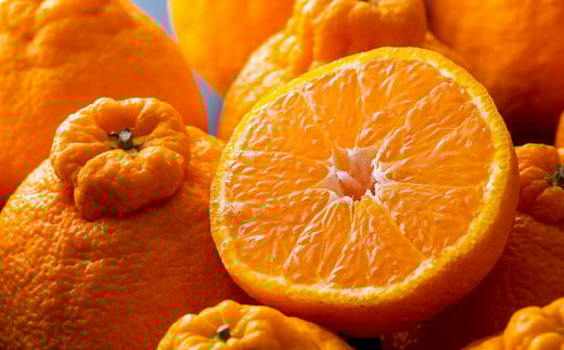 長期熟成 蔵熟 デコポン 約2.5kg 【2026年4月上旬発送開始】 蜜柑 みかん ミカン 柑橘 かんきつ くだもの 果物 フルーツ 国産