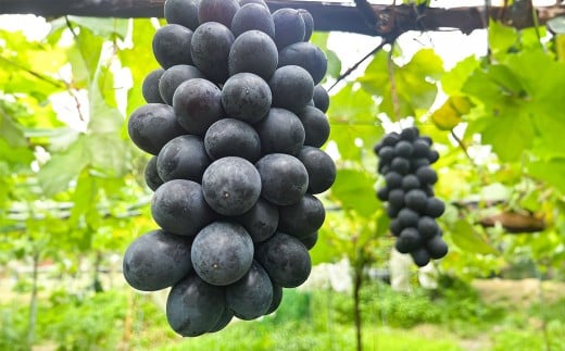 BKシードレス2房（500g前後×2房）【2026年8月上旬上旬発送開始】 ぶどう フルーツ 果実 食べ比べ デザート 贈り物 冷蔵 熊本県