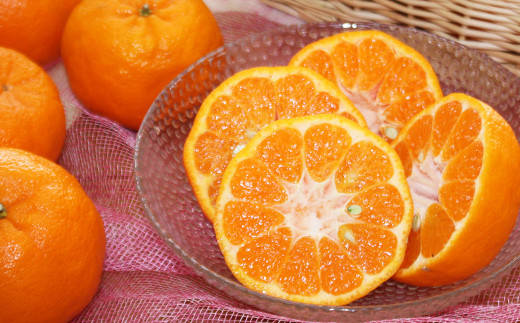 熊本県産 ポンカン 約2.2kg【2026年12月下旬発送開始】