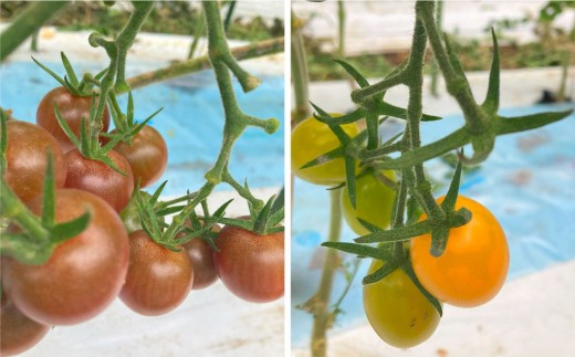 熊本県産食卓を彩る7種類以上の色鮮やかなカラフルミニトマト 4箱入り2ケース 計2.4kg 熊本県産 トマト プチトマト 【2025年11月上旬発送開始】