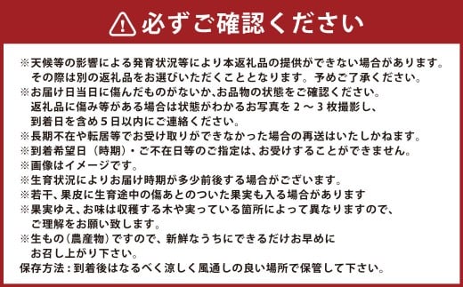 【年3回定期便】 熊本おすすめフルーツ定期便B（スイカ・メロン・いちご） 【2026年12月上旬発送開始】 スイカ すいか 立体スイカ メロン アールスメロン いちご イチゴ 苺 果物 くだもの 果実 果汁 フルーツ 定期便 年3回 熊本県 熊本県産