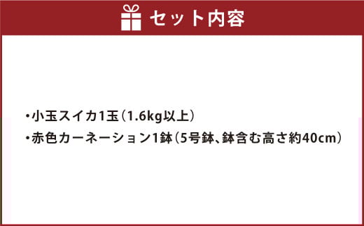 《 母の日 》 小玉スイカ1玉とカーネーション1鉢 【2026年5月上旬発送（母の日）】 先行予約 果物 スイカ 花 カーネーション 贈答 ギフト 贈り物