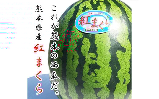 熊本県産スイカ 紅まくら 約5kg 果物 フルーツ すいか スイカ 西瓜 楕円形 楕円形すいか 常温 熊本県産 【2025年4月下旬発送開始】