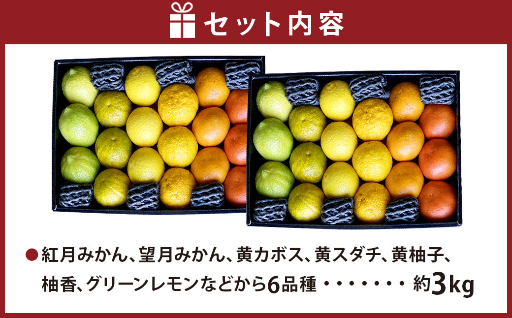 【2024年12月上旬発送開始】にしだ果樹園の熊本県産月読み果実グラデーションボックス(6品種)
