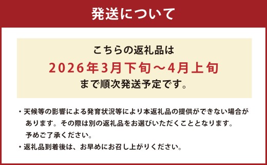 熊本県産 すいか 春のだんらん 6kg以上 スイカ 西瓜 果物 くだもの フルーツ おすすめ ギフト 贈り物 【2026年3月下旬発送開始】