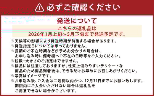 【5か月連続定期便】『まるでフルーツのような特選ミニトマト』 約3kg×5回 合計約15kg 特別な定期便 熊本県産 【2026年1月上旬発送開始】 野菜 やさい トマト とまと ミニトマト