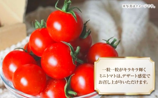 まるでフルーツのような特選ミニトマト1kg（熊本県産） 【2025年12月下旬発送開始】 野菜 やさい トマト とまと ミニトマト 甘い 濃厚 国産 常温