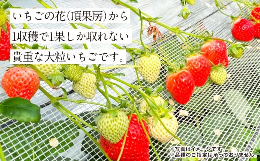 『まるでお姫様のような高級大粒いちご』 大粒いちご 250g×2パック 約500g 1箱 （ゆうべにまたは恋みのり） 熊本県産 【2026年1月下旬発送開始】 フルーツ くだもの 果物 イチゴ 苺 いちご ゆうべに 恋みのり おやつ 国産