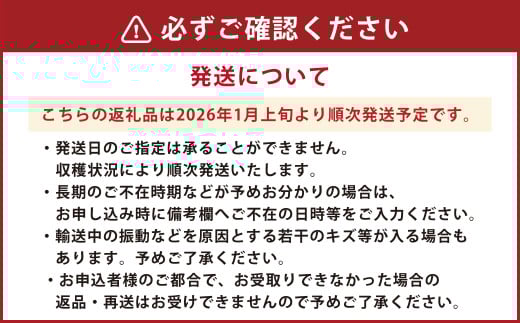 朝摘み当日発送！熊本県産いちご(ゆうべに) 約500g (250g×2パック） 【2026年1月上旬発送開始】