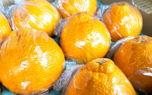 不知火 約3kg （約10玉程） 柑橘 果物 しらぬい みかん 蜜柑 くだもの 【2026年2月下旬発送開始】