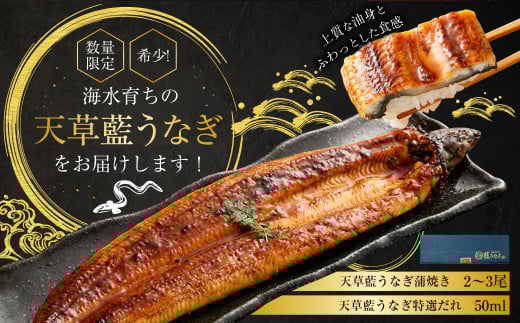 海水育ちの天草藍うなぎ 蒲焼 2～3尾セット 合計約400g
