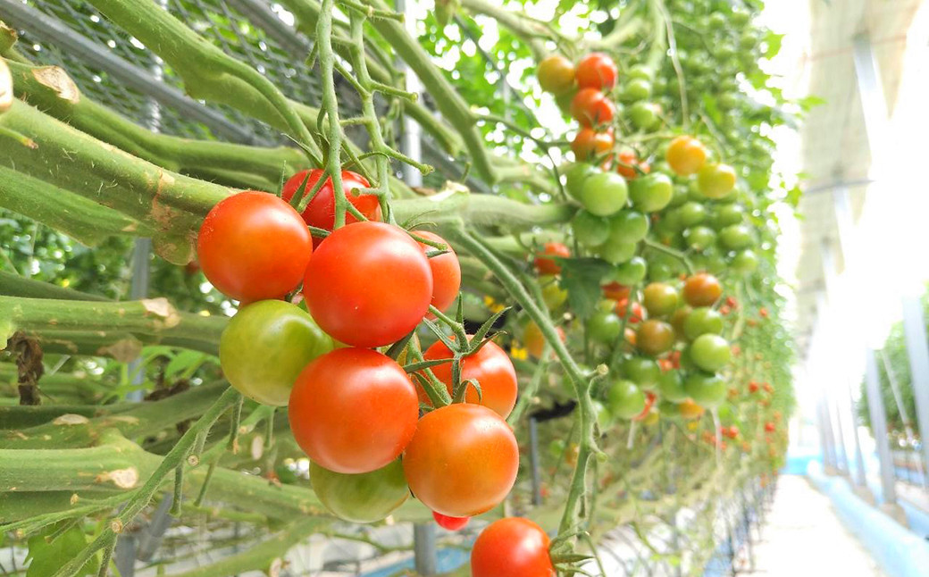 【年4回定期便】カラフルミニトマト 1kg 合計4kg トマト ミニトマト