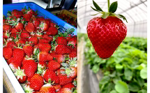 熊本県産 いちご （ゆうべに）4パック 約1000g 苺 ゆうべに【2026年1月上旬発送開始】