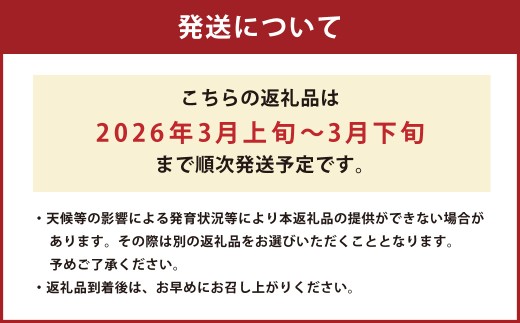 熊本県産 すいか スーパーエース 5kg以上 スイカ 西瓜 果物 くだもの フルーツ おすすめ ギフト 贈り物 【2026年3月上旬発送開始】