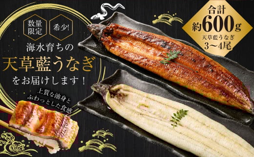 海水育ちの天草藍うなぎ 紅白3～4尾セット 合計約600g