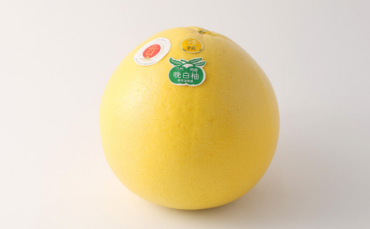 晩白柚1玉 （L～2L）【2025年1月下旬発送開始】