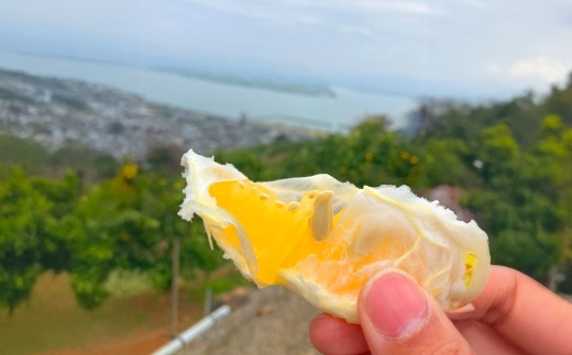 【2026年3月上旬発送開始】熊本県宇城市不知火町の海沿いの段々畑で作った「オレンジ（のむちゃん1号） 」約3kg（12-18玉） フルーツ 果物 みかん 九州 熊本産 蜜柑