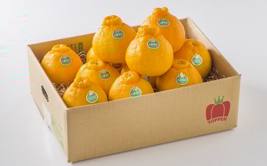 熊本県産 デコポン 3kg 果物 フルーツ くだもの 柑橘 みかん 蜜柑 【2026年3月上旬発送開始】