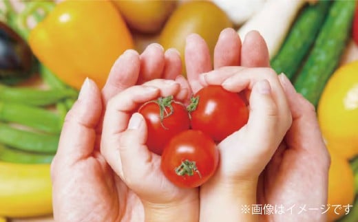 【令和7年度産】 熊本県（七城）産のお米と熊本県産の野菜ときのこ お米（5kg）・野菜＆きのこ（11～12品） 精米 単一原料米 ひのひかり ジャガイモ ニンジン シイタケ 【2025年11月上旬発送開始】