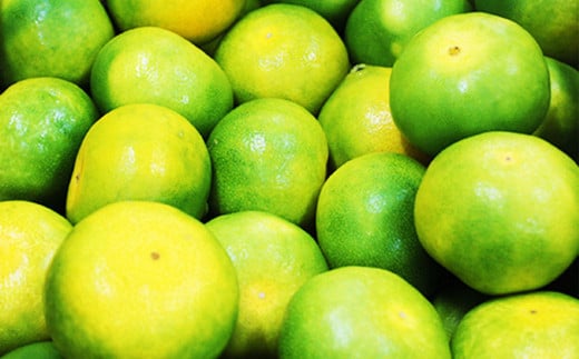 熊本県産グリーンハウス蜜柑 約2キロ前後 果物 フルーツ みかん 蜜柑 ミカン ハウスみかん グリーンハウス 約2kg前後 常温 熊本県産 【2025年7月上旬発送開始】