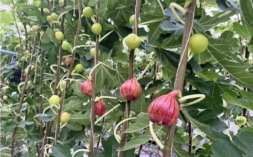 ハウスイチジク 約2kg （約250g×8パック）【2026年6月上旬発送開始】 果物 フルーツ いちじく イチジク 旬 旬の果物 旬のフルーツ 熊本県 合同会社宝ファーム