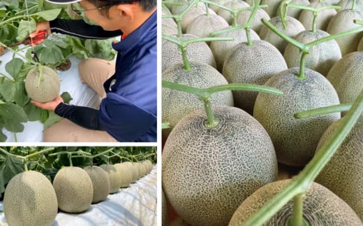 くまモン柄のメロン 1玉 【2025年6月下旬発送開始】 くだもの 果物 フルーツ めろん 肥後グリーンメロン くまもん くまモン