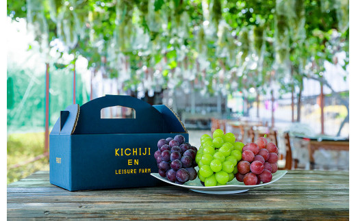 大粒種なしぶどう3色セット 3種 合計 約1.4kg (3房) ブドウ 葡萄 果物 くだもの フルーツ 【2026年9月上旬発送開始】