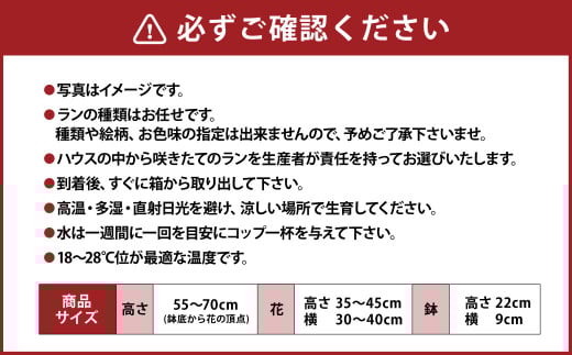 【年4回定期便】ミディ 胡蝶蘭 3本立ち 花 お花 植物 蘭 洋蘭 ラン インテリア アレンジ アレンジメント 鑑賞 観賞用 贈答用