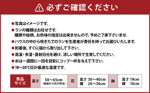 【年6回定期便】ミディ胡蝶蘭の定期便 花 お花 植物 蘭 洋蘭 ラン インテリア アレンジ アレンジメント 鑑賞 観賞用 贈答用