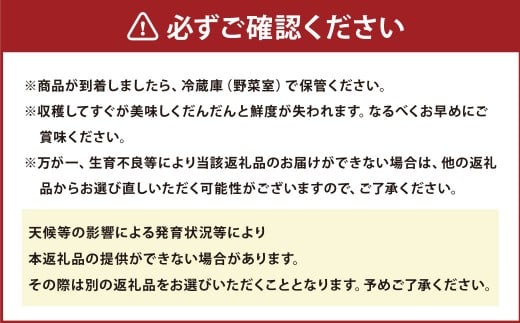 熊本県宇城市不知火町の海沿いの段々畑で作った「河内晩柑」約3kg（約8-9玉） 晩柑 ばんかん 柑橘 くだもの 果物 フルーツ 【2026年4月下旬発送開始】